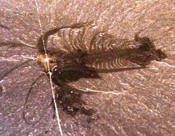Marrella, the most abundant organism from the Burgess Shale Cambrian rock